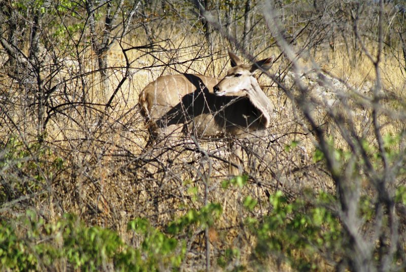 p (711).JPG - Kudu                     